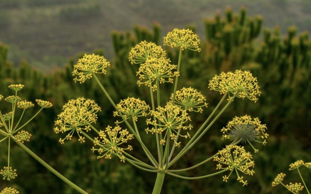 Gálbano Fragrâncias