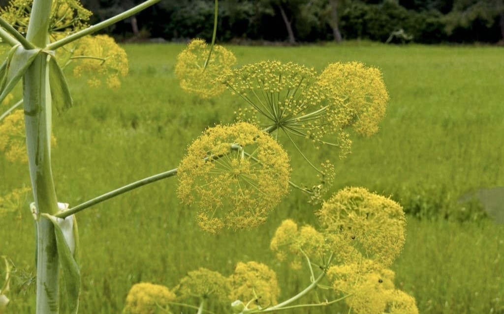 Gálbano Fragrâncias